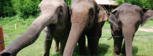 Elephant camp Thailand Retreat